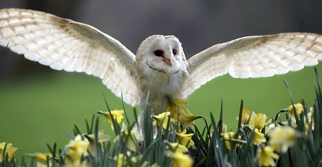 animal_magic