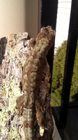 Girls and Geckos WaterMarked