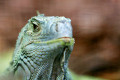 Mr Slow, South Woodham Ferrers, UK - Lee Tickett