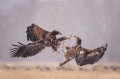 Fighting eagles, Poland, eagles in Poland, photographing eagles, eagles in the snow, photographing from a blind, Edwin Kats, photography,photo of the day, photobotos