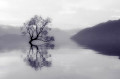 Wanaka Lake Lone Tree
