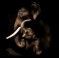 Love Elephant