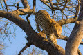 Leopard at Greater Kruger National Park South Africa