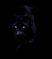 Black Leopard, Khan,Black Panther, Sue Demetriou, Canon 5D Mark III, Canon 70-200mm f/2.8, Kent England, Black on Black, Adobe photoshop, photo of the day, photobotos